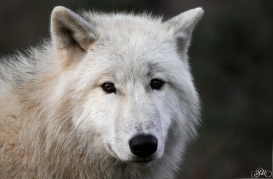 Pup8m11AuheimSas_Inuq-05