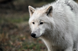 Pup8m11AuheimSas_Inuq-07