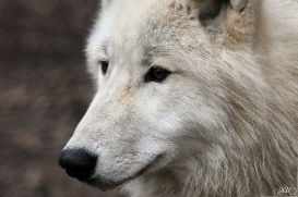 Pup8m11AuheimSas_Inuq-08