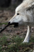 Pup8m11AuheimSas_Inuq-10