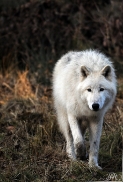 Pup8m11AuheimSas_Inuq-13