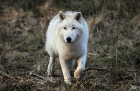 Pup8m11AuheimSas_Inuq-14