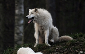 Pup8m11AuheimSas_Inuq-15