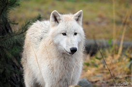 Pup8m11AuheimSas_Inuq-16