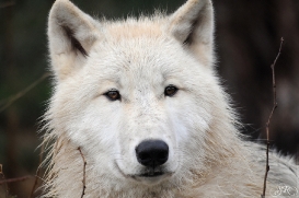 Pup8m11AuheimSas_Inuq-18