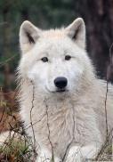 Pup8m11AuheimSas_Inuq-19