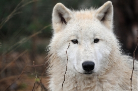 Pup8m11AuheimSas_Inuq-20