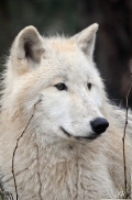 Pup8m11AuheimSas_Inuq-21