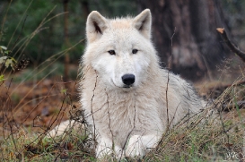 Pup8m11AuheimSas_Inuq-22