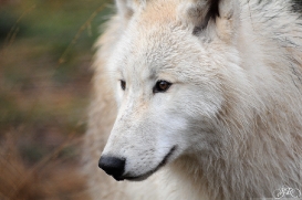 Pup8m11AuheimSas_Inuq-23