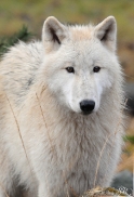 Pup8m11AuheimSas_Inuq-24