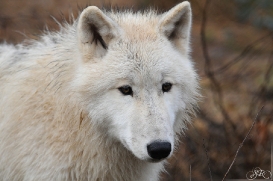 Pup8m11AuheimSas_Inuq-25