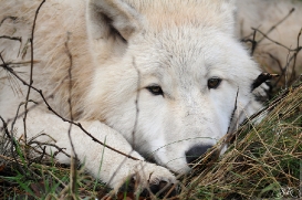 Pup8m11AuheimSas_Inuq-26