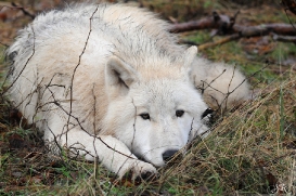 Pup8m11AuheimSas_Inuq-27