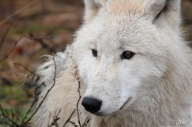 Pup8m11AuheimSas_Inuq-28
