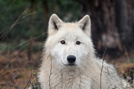 Pup8m11AuheimSas_Inuq-29