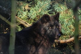 Pup9m11SaerbeckKati_Bo-08
