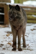Pup9m13EderseeKati_Ceyla-09