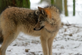 Pup9m13EderseeKati_Kiley-03