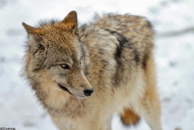 Pup9m13EderseeKati_Kiley-10