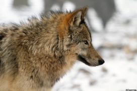 Pup9m13EderseeKati_Kiley-11