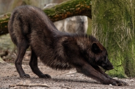 Pup9m16GelsenkirchenKati_Averic-10