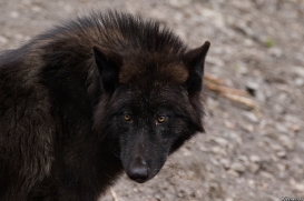 Pup9m16GelsenkirchenKati_Averic-16