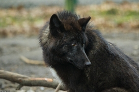 Pup9m16GelsenkirchenKati_Averic-18