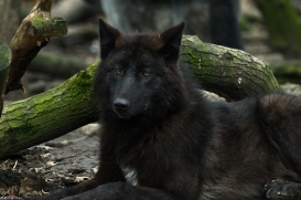 Pup9m16GelsenkirchenKati_Averic-21