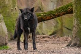 Pup9m16GelsenkirchenKati_Del-03