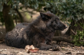 Pup9m16GelsenkirchenKati_Del-04