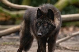 Pup9m16GelsenkirchenKati_Krabat-01