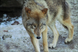 Pup9m11ZuerichKati_Brow-04