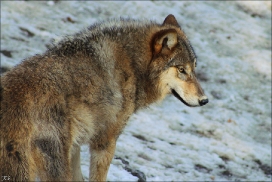 Pup9m11ZuerichKati_Mark-02