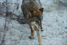 Pup9m11ZuerichKati_Mark-03
