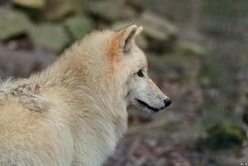 Pup9m11SpringeKati_Clai-01