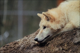 Pup9m11SpringeKati_Clai-07