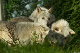 Wolf_Dub1410-All-03