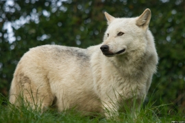 Wolf_Dub1410-Leikun-03
