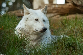 Wolf_Dub1410-Leikun-04