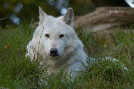 Wolf_Dub1410-Leikun-07