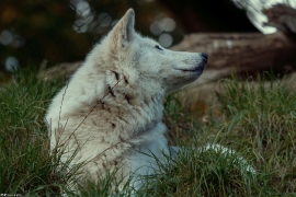 Wolf_Dub1410-Leikun-08