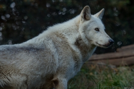 Wolf_Dub1410-Leikun-10