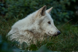 Wolf_Dub1410-Leikun-11