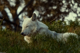 Wolf_Dub1410-Leikun-15