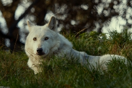 Wolf_Dub1410-Leikun-16
