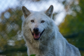 Wolf_Dub1410-Leikun-21