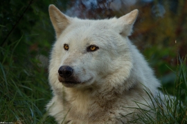 Wolf_Dub1410-Leikun-23