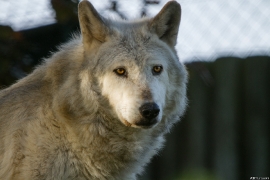 Wolf_Dub1410-Motomo-01