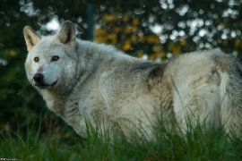 Wolf_Dub1410-Motomo-04